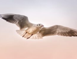 photoshop bird brushes