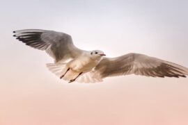 photoshop bird brushes