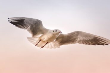 photoshop bird brushes